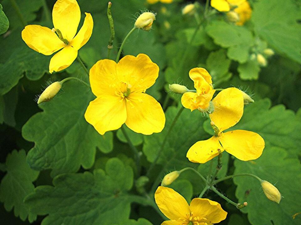 celandine for the treatment of prostatitis